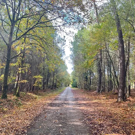 Dans Les Bois Parigné-lʼÉvêque