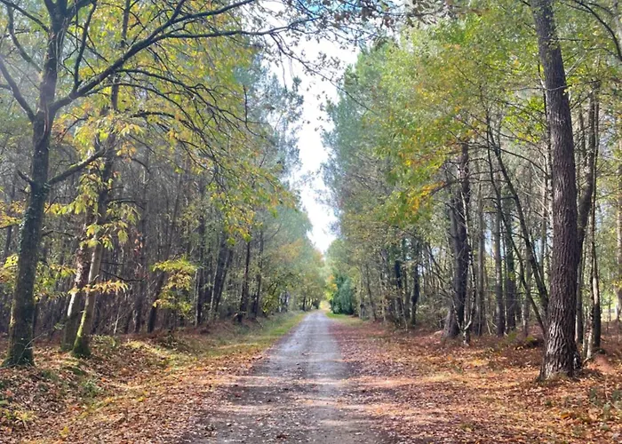 Dans Les Bois Parigné-lʼÉvêque
